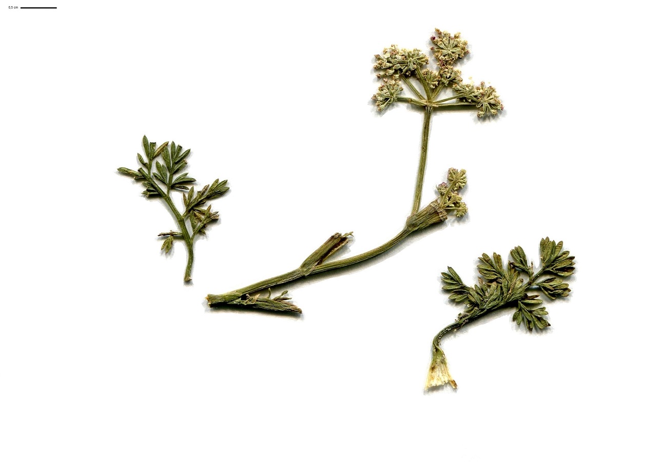 Seseli montanum subsp. montanum f. nanum (Apiaceae)